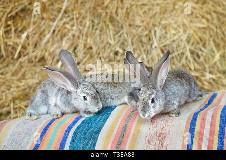 Grau Kaninchen auf dem Heu Hintergrund. Heimischen Lebensraum. Europäische Kaninchen oder Hase, Oryctolagus cuniculus Stockfoto