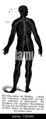 Mensch: menschliche Nervensystem. a) b) Großhirn, Kleinhirn, c) des Rückenmarks; der Körper Nerven vom letzteren stammen. Die Grenze Strang des vegetativen Nervensystems durch zwei feine Linien parallel zu beiden Seiten der Wirbelsäule und des Rückenmarks angegeben ist., anonym Stockfoto