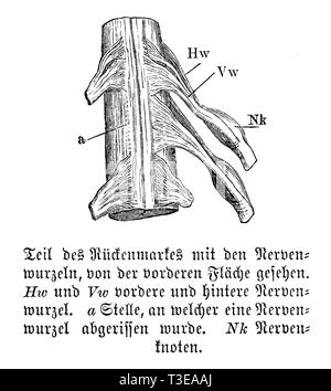 Mensch: Teil des Rückenmarks und der Nervenwurzeln aus dem vorderen Oberfläche gesehen. Hw) und Vw) anterioren und posterioren Nervenwurzeln. a) Stelle, wo eine Nervenwurzel abgerissen wurde. Nk) Nervenknoten, anonym Stockfoto