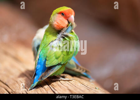 Nyasa lovebird oder lilians lovebird, exotischen Papagei Vogel auf einem Baum gehockt. Stockfoto