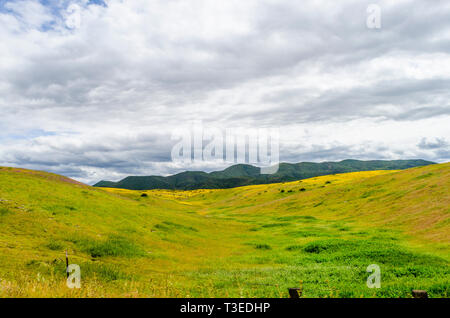 Superbloom in der zentralen Kalifornien Diablo Mountain Range Frühjahr 2019 USA Stockfoto