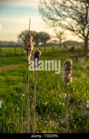 Stier hetzt im Abendlicht Stockfoto