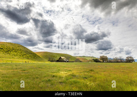 Superbloom in der zentralen Kalifornien Diablo Mountain Range Frühjahr 2019 USA Stockfoto