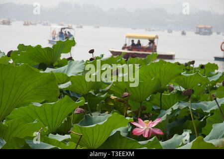 Pink Lotus Blume und Lotus Blätter im Vordergrund auf Chinesische See. Touristische peddle Boote (tretboote) auf misty See im Hintergrund. Sommerpalast, Peking - Stockfoto