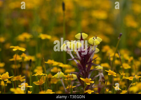 Butter und Eier Triphysaria eriantha in einem Kalifornischen Vernal pool Stockfoto