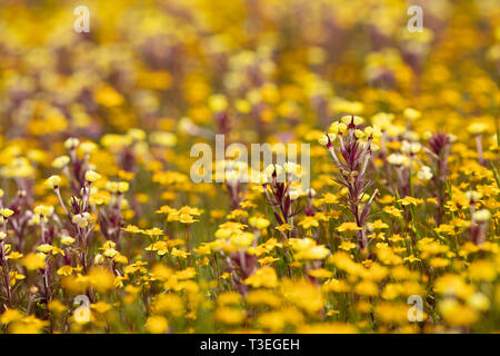 Butter und Eier in einem Kalifornischen Vernal pool Stockfoto