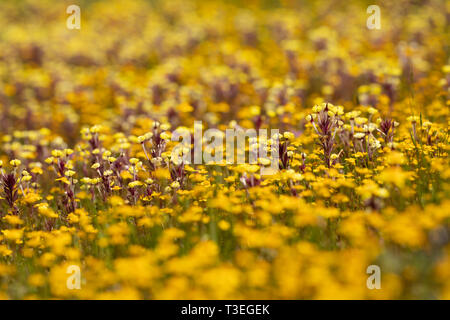 Butter und Eier und Goldfields in einem Frühlingshaften Pool Stockfoto