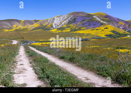 Wildblumen Linie Acampo Straße und die Temblor in Carrizo Plain National Monument. Stockfoto