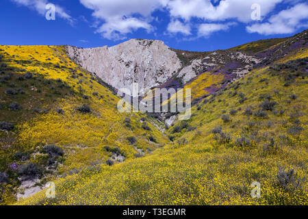 Wildblumen blühen entlang der Temblor am Carrizo Plain National Monument. Stockfoto