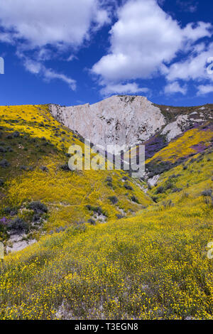 Wildblumen blühen entlang der Temblor am Carrizo Plain National Monument. Stockfoto