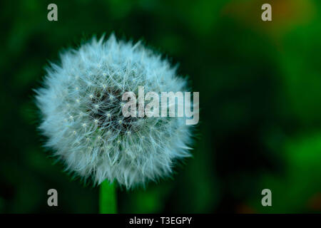 Löwenzahn Blume auf grünem bokeh Hintergrund. Stockfoto