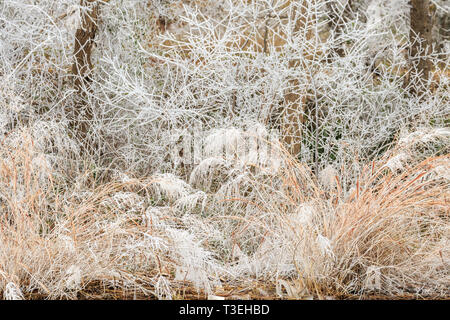 Raureif an den Ufern des Lake Hefner in Oklahoma City, OK, USA Stockfoto