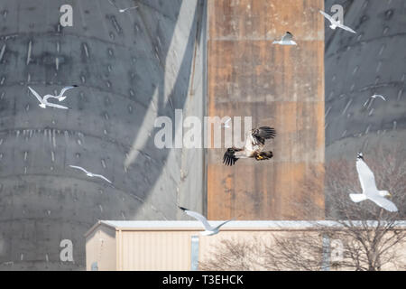 Unreife Weißkopfseeadler (Haliaeetus leucocephalus) im Flug Stockfoto