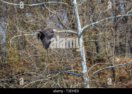 Der Weißkopfseeadler (Haliaeetus leucocephalus) Angeln in Neosho River in Oklahoma. Stockfoto