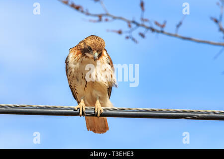 Red-tailed Hawk thront auf einem Draht Stockfoto
