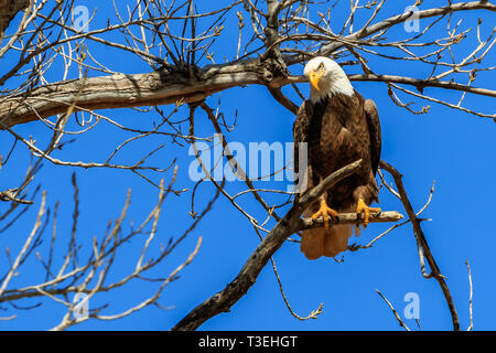Der Weißkopfseeadler (Haliaeetus leucocephalus) auf einem Baum in der Nähe seines Nestes gehockt Stockfoto
