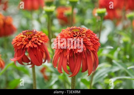 Echinacea 'Hot Papaya' Blumen. Stockfoto