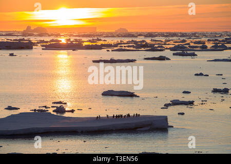 Adelie Pinguine auf Eis in der Antarktis Sound, Weddellmeer, Antarktis in der Abenddämmerung. Stockfoto
