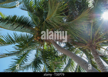 Die Sonnenstrahlen, die durch die Niederlassungen von Palm Stockfoto