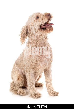 Lagotto Romagnolo vor weißem Hintergrund Stockfoto