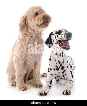 Dalmatiner Hund und Lagotto Romagnolo vor weißem Hintergrund Stockfoto
