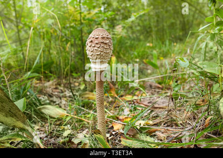 Pilz Dach wächst das Gras in den Wald Stockfoto