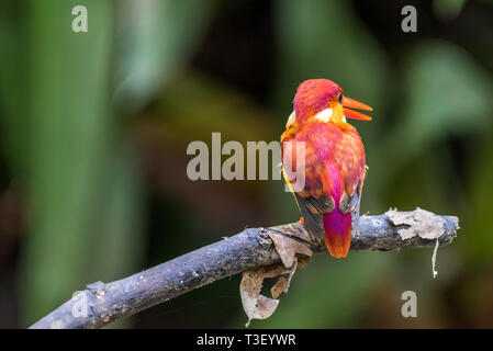 Schöner vogel Rufous-backed Dwarf-Kingfisher (keyx rufidorsa) gehockt Stockfoto