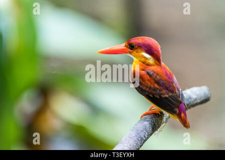 Schöner vogel Rufous-backed Dwarf-Kingfisher (keyx rufidorsa) gehockt Stockfoto