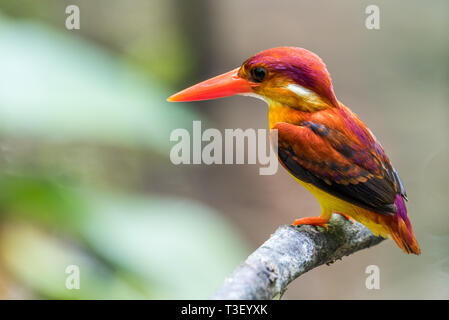 Schöner vogel Rufous-backed Dwarf-Kingfisher (keyx rufidorsa) gehockt Stockfoto