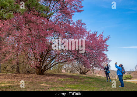 Flowering cherry tree'' Okame, Nr. 19 auf den blühenden Kirschbaum selbst geführte Tour am National Arboretum in Washington, DC. März 28, 2019. Stockfoto