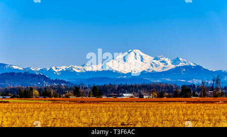 Mount Baker, einem schlafenden Vulkan im Staat Washington von der Heidelbeere Felder von Glen Valley in der Nähe von Lethbridge in British Columbia, Kanada gesehen Stockfoto