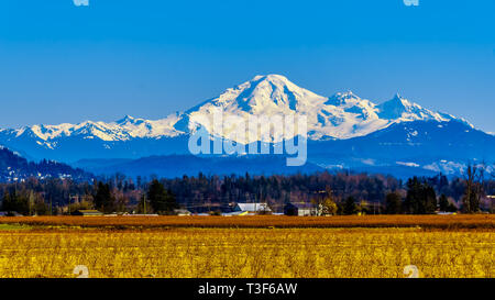 Mount Baker, einem schlafenden Vulkan im Staat Washington von der Heidelbeere Felder von Glen Valley in der Nähe von Lethbridge in British Columbia, Kanada gesehen Stockfoto