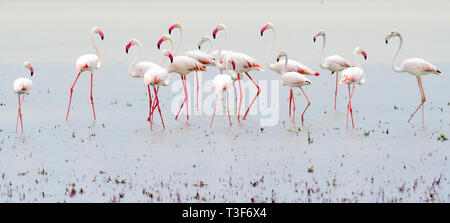 Der greater Flamingo (Phoenicopterus Roseus) ist die am weitesten verbreitete und größten Arten der Flamingo Familie. Stockfoto