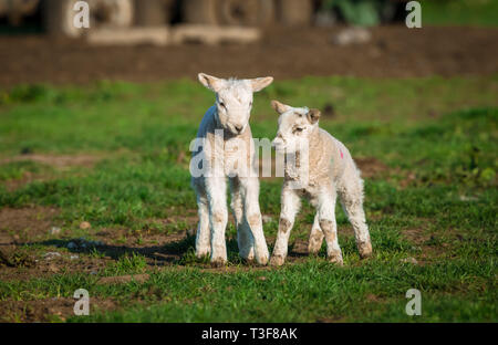 Schafe, Lämmer. Lambing-Zeit in den Yorkshire Dales, England. 2 Lämmer in einem Feld, vorwärts gerichtet. Landschaft, horizontal. Platz für Kopieren. Stockfoto