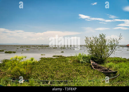 Dunga Fischerdorf, in der Nähe von Kisumu, Kenia - 8. März, 2019 - ein Blick auf die Fischerboote in Hyazinthe gefangen, Lake Victoria Stockfoto