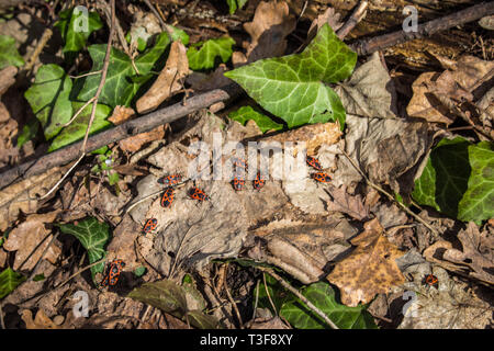 Fraktion der Feuer Bug, lateinischer Name Pyrrhocoris apterus auf die gefallenen Blätter im Wald Stockfoto