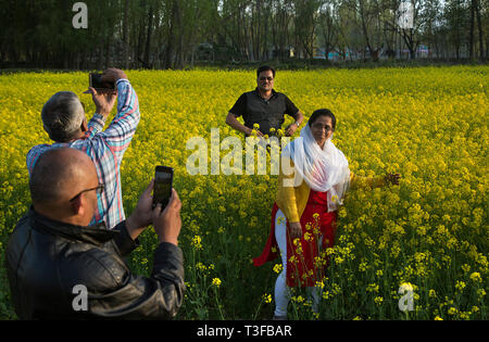 Srinagar. 8 Apr, 2019. Foto auf April 8, 2019 zeigt Touristen für Fotos in einen blühenden Senf Feld im Dorf von Awantipora Pulwama Bezirk posiert, etwa 25 km südlich von Srinagar Stadt, der Sommer Hauptstadt von Kaschmir. Credit: Javed Dar/Xinhua/Alamy leben Nachrichten Stockfoto