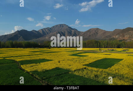 Srinagar. 8 Apr, 2019. Luftbild vom 8. April 2019 zeigt, blühenden Senf Felder im Dorf von Awantipora Pulwama Bezirk, etwa 25 km südlich von Srinagar Stadt, der Sommer Hauptstadt von Kaschmir. Credit: Javed Dar/Xinhua/Alamy leben Nachrichten Stockfoto