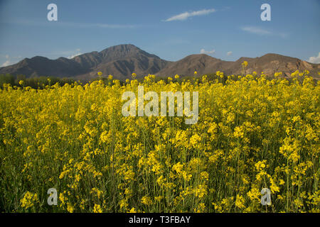 Srinagar. 8 Apr, 2019. Foto am 8. April 2019 zeigt die Landschaft eines blühenden Senf Feld im Dorf von Awantipora Pulwama Bezirk, etwa 25 km südlich von Srinagar Stadt, der Sommer Hauptstadt von Kaschmir. Credit: Javed Dar/Xinhua/Alamy leben Nachrichten Stockfoto