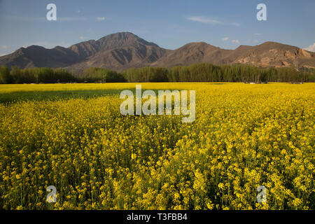 Srinagar. 8 Apr, 2019. Foto am 8. April 2019 zeigt die Landschaft eines blühenden Senf Feld im Dorf von Awantipora Pulwama Bezirk, etwa 25 km südlich von Srinagar Stadt, der Sommer Hauptstadt von Kaschmir. Credit: Javed Dar/Xinhua/Alamy leben Nachrichten Stockfoto