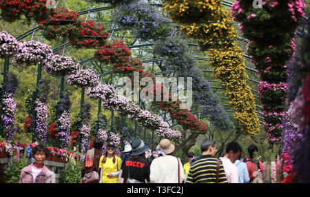 Yangzhou, China Jiangsu Provinz. 8 Apr, 2019. Touristen anzeigen Blumen während einer Blume Ausstellung in einem Park der schlanken West Lake in Yangzhou, der ostchinesischen Provinz Jiangsu, April 8, 2019. Während der Ausstellung, über 200.000 Blumen im Park schmücken. Credit: Meng Delong/Xinhua/Alamy leben Nachrichten Stockfoto