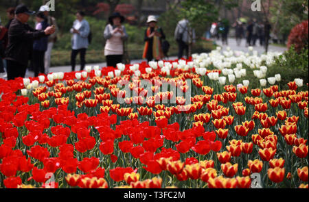 Yangzhou, China Jiangsu Provinz. 8 Apr, 2019. Touristen anzeigen blühende Tulpen während einer Blume Ausstellung in einem Park der schlanken West Lake in Yangzhou, der ostchinesischen Provinz Jiangsu, April 8, 2019. Während der Ausstellung, über 200.000 Blumen im Park schmücken. Credit: Meng Delong/Xinhua/Alamy leben Nachrichten Stockfoto