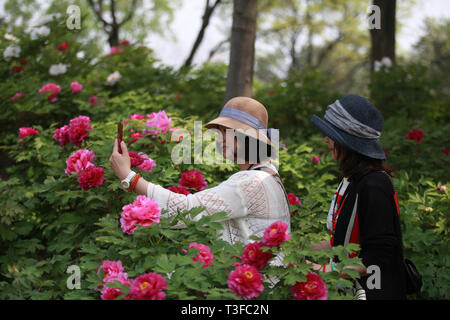 Yangzhou, China Jiangsu Provinz. 8 Apr, 2019. Touristen nehmen Fotos während einer Blume Ausstellung in einem Park der schlanken West Lake in Yangzhou, der ostchinesischen Provinz Jiangsu, April 8, 2019. Während der Ausstellung, über 200.000 Blumen im Park schmücken. Credit: Meng Delong/Xinhua/Alamy leben Nachrichten Stockfoto