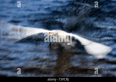 Hamburg, Deutschland. 09 Apr, 2019. Ein Schwan beginnt an den Start, während Mitarbeiter der Swan System der Alster Schwäne mit Booten auf der Außenalster begleiten. Jedes Jahr sind die Tiere wieder aus ihren Winterquartieren im Eppendorf Mühle Teich auf der Alster und ihren Seitenarmen gebracht. Credit: Christian Charisius/dpa/Alamy leben Nachrichten Stockfoto