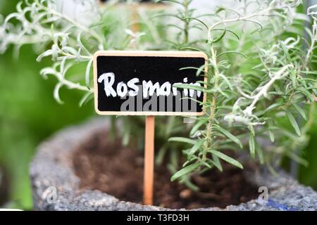 Berlin, Deutschland. 28. März, 2019. Kräutergarten, Deutschland, Berlin, 28. März 2019. Credit: Frank Mai | Nutzung weltweit/dpa/Alamy leben Nachrichten Stockfoto