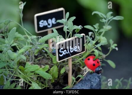 Berlin, Deutschland. 28. März, 2019. Kräutergarten, Deutschland, Berlin, 28. März 2019. Credit: Frank Mai | Nutzung weltweit/dpa/Alamy leben Nachrichten Stockfoto