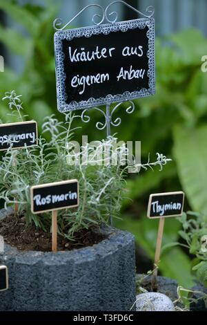 Berlin, Deutschland. 28. März, 2019. Kräutergarten, Deutschland, Berlin, 28. März 2019. Credit: Frank Mai | Nutzung weltweit/dpa/Alamy leben Nachrichten Stockfoto