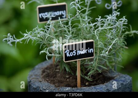 Berlin, Deutschland. 28. März, 2019. Kräutergarten, Deutschland, Berlin, 28. März 2019. Credit: Frank Mai | Nutzung weltweit/dpa/Alamy leben Nachrichten Stockfoto