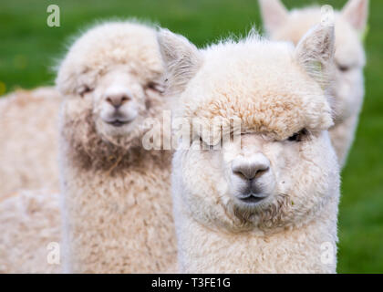 Wareham, Dorset, Großbritannien. 9. Apr 2019. Gruppe von drei Alpakas, Vicugna pacos, im Feld an longthorns Farm, Wareham, Dorset Großbritannien im April - Alpaka. Credit: Carolyn Jenkins/Alamy leben Nachrichten Stockfoto