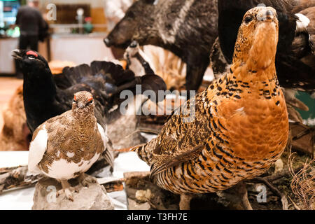 05 April 2019, Schleswig-Holstein, Neumünster: vorbereitet Vögel stehen auf einem Tisch auf der Messe "Outdoor 2019 Jagd & Natur". Foto: Frank Molter/dpa Stockfoto